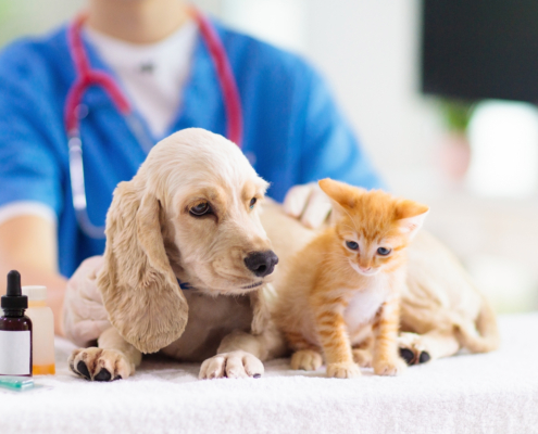Vet,Examining,Dog,And,Cat.,Puppy,And,Kitten,At,Veterinarian