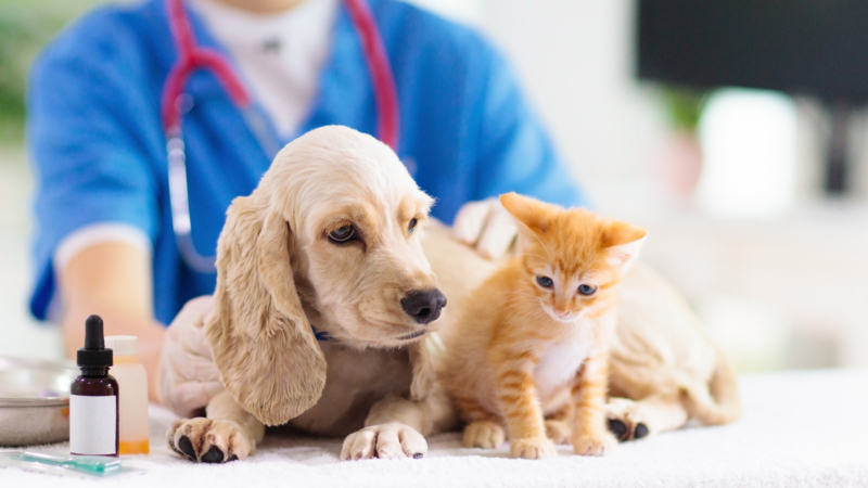 Vet,Examining,Dog,And,Cat.,Puppy,And,Kitten,At,Veterinarian