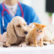 Vet,Examining,Dog,And,Cat.,Puppy,And,Kitten,At,Veterinarian