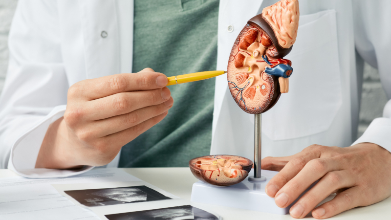 Urology,And,Treatment,Of,Kidney,Disease.,Doctor,Analyzing,Of,Patient