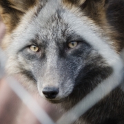 A,Silver,Fox,In,A,Cage,At,The,Zoo