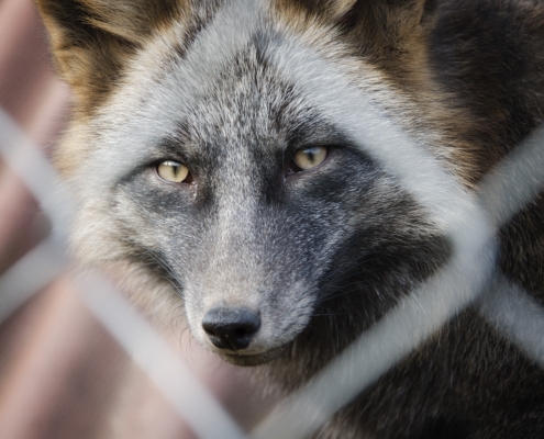A,Silver,Fox,In,A,Cage,At,The,Zoo