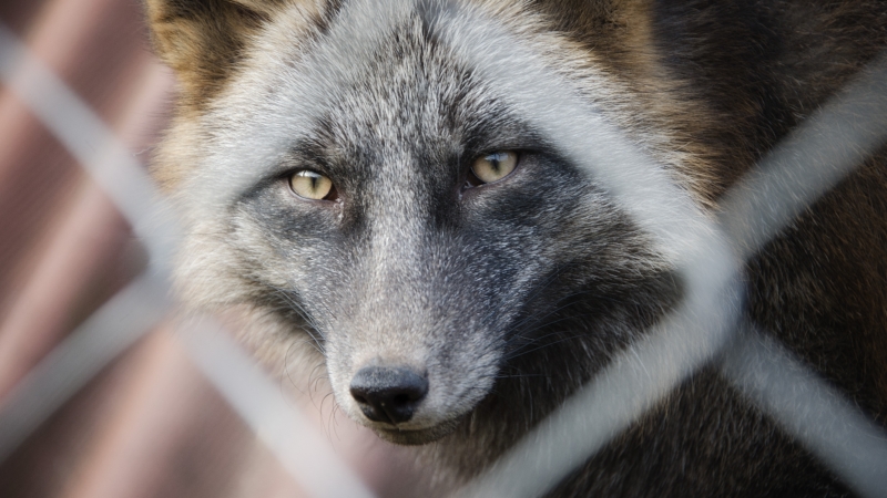 A,Silver,Fox,In,A,Cage,At,The,Zoo