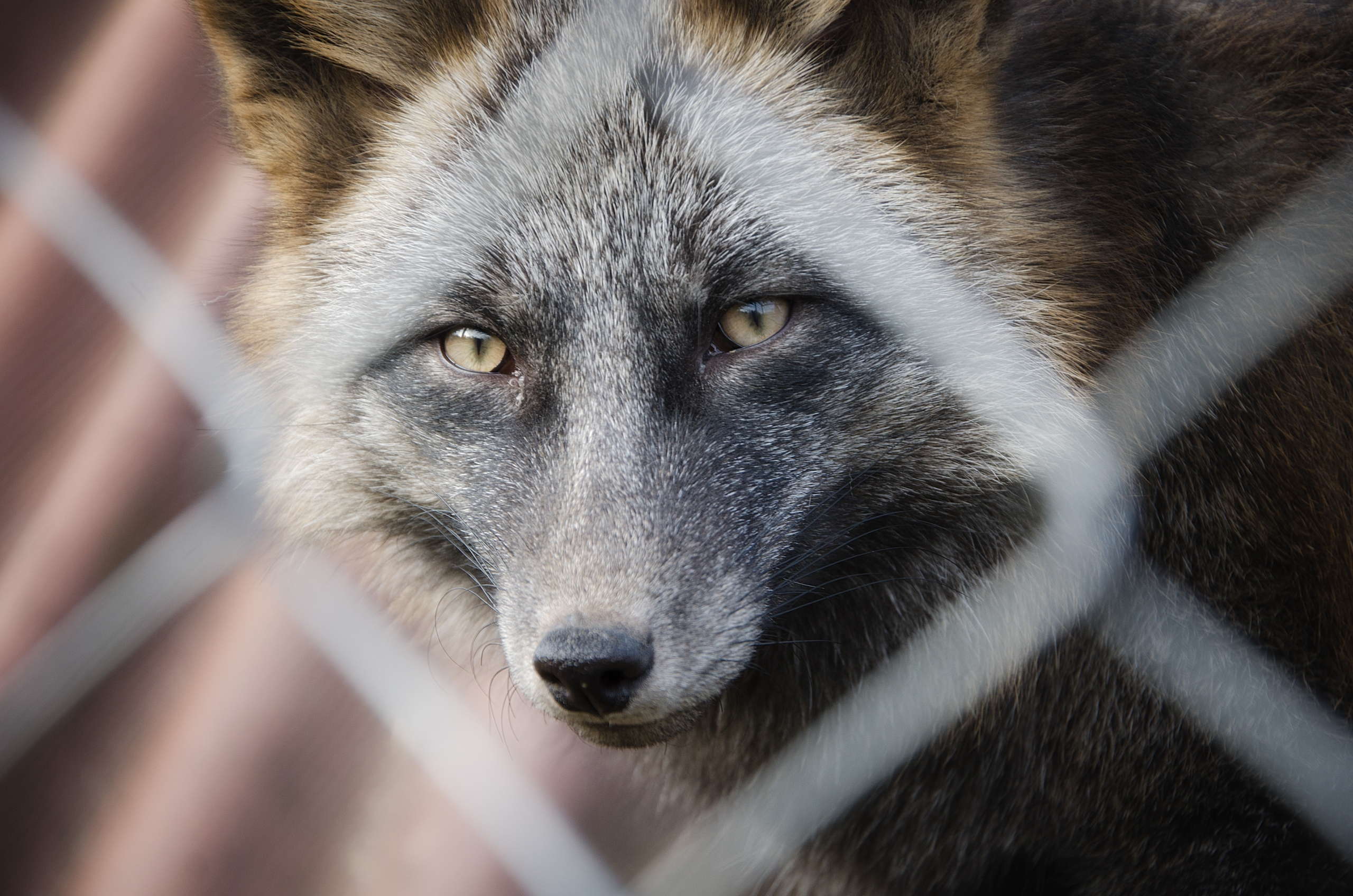 A,Silver,Fox,In,A,Cage,At,The,Zoo