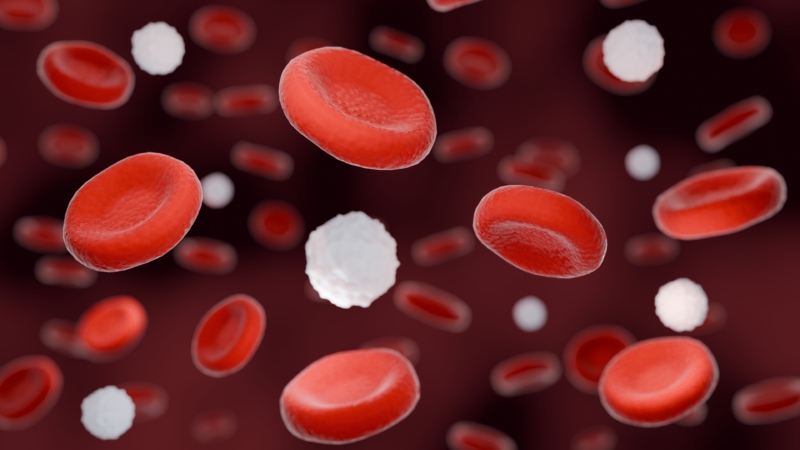 Close-up,3d,Rendering,Of,Red,Blood,Cells,And,White,Blood