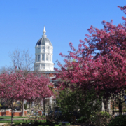 Beautiful,Pink,Flowering,Redbud,Trees,On,A,Sunny,Day,In