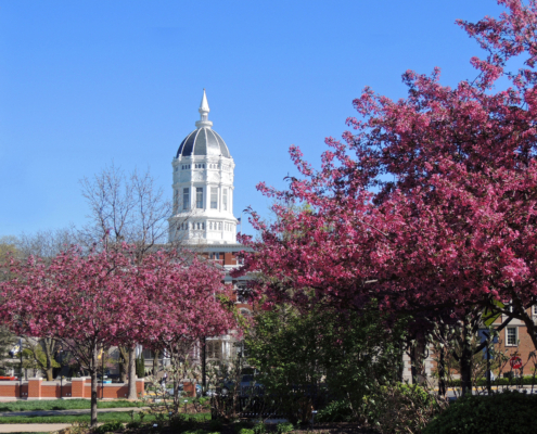 Beautiful,Pink,Flowering,Redbud,Trees,On,A,Sunny,Day,In
