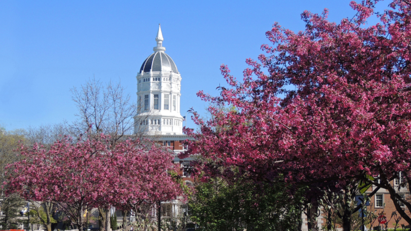 Beautiful,Pink,Flowering,Redbud,Trees,On,A,Sunny,Day,In
